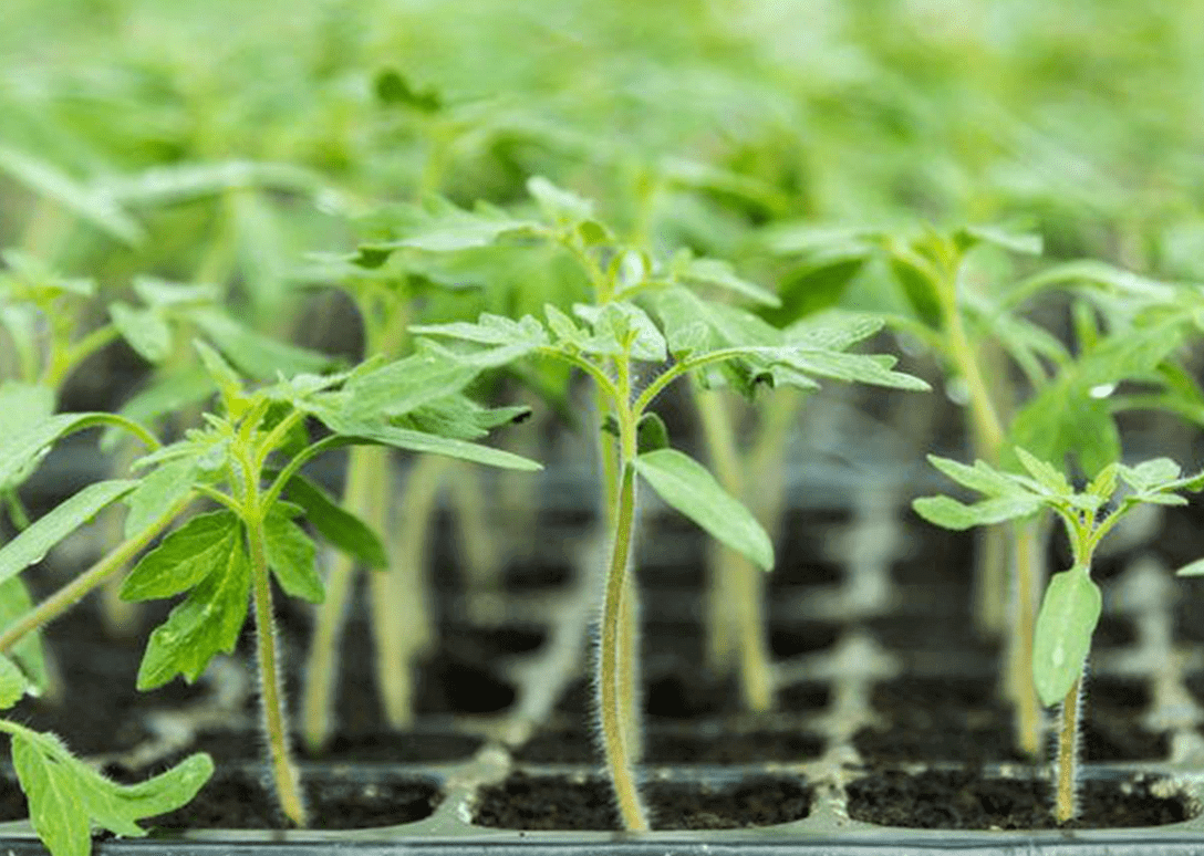 Appui technique à l’unité de sciences sociales et agribusiness :  conseil et d'accompagnement sur les systèmes semenciers, emploi des jeunes dans le secteur agricole, systèmes logistiques dans les fil