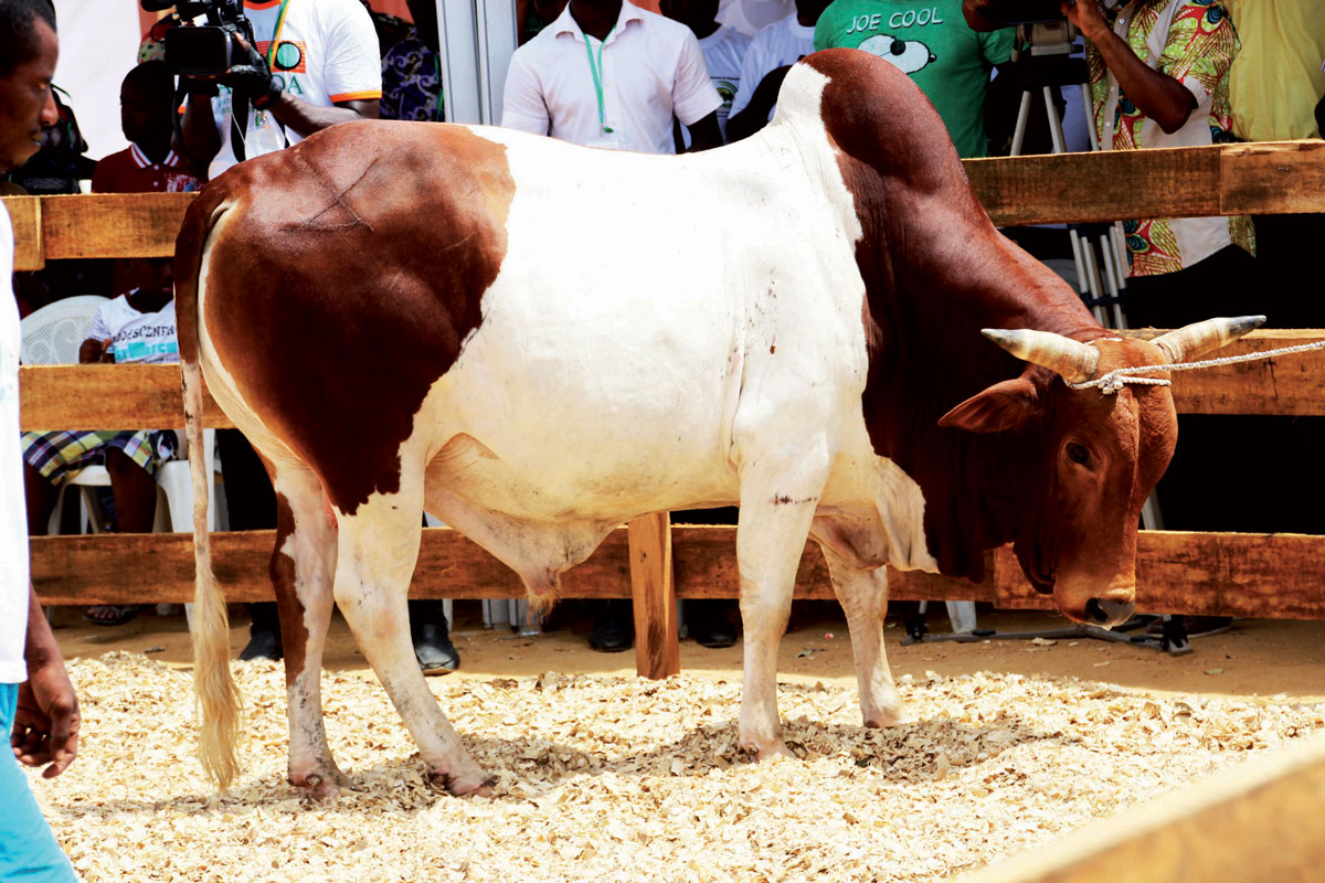 Etude de faisabilité pour la création d’un pôle d’élevage dans le district autonome du ZANZAN